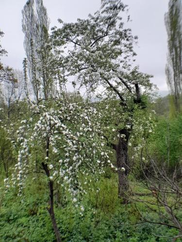Həzrətqulu Qonaq evi - Rahat Ailəvi Fərdi Çoxotaqlı