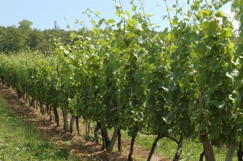 Tuvākā izklaides vieta, Chambres sous les vignes du Buttois in Bussy-le-Grand