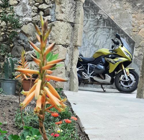 Profumo di Calicanto