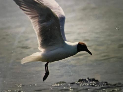 Seemöwe am Naturstrand in Hilgenriedersiel, Deutschland