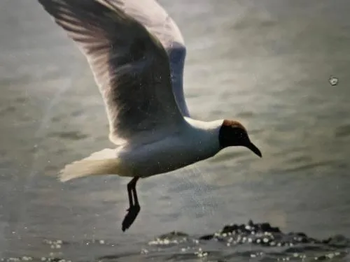 Seemöwe am Naturstrand in Hilgenriedersiel, Deutschland