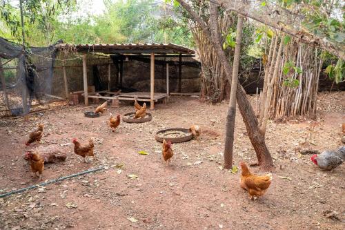 Narucha Farmstay thumbnail 5