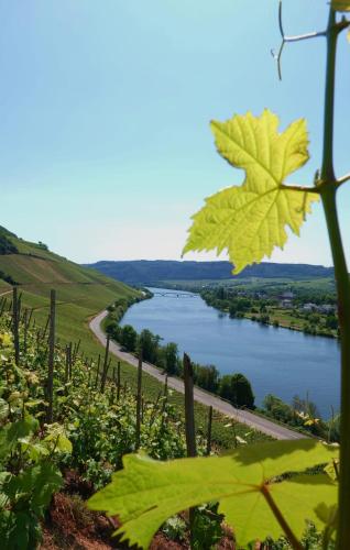 Surrounding environment, Neue Fewo Mosel-Gluck - Urlaub im Wein- und Ferienort Bekond - Direkte Autobahnanbindung nach Trier  in Bekond