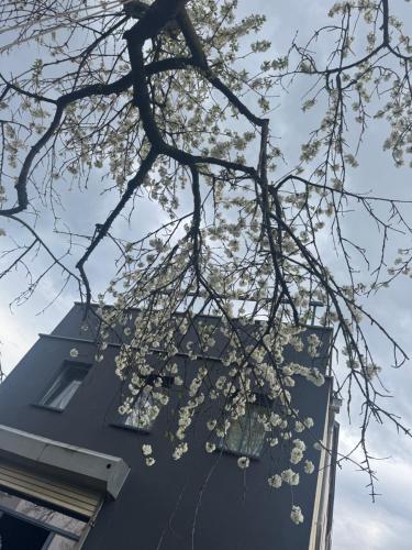 Elbflorenz Familien Suites, Drezno (zdjęcie 7)