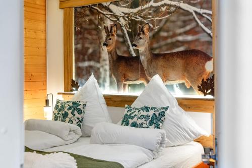 Tonbach 52, Schwimmbad, Sauna, Solarium, Terrasse