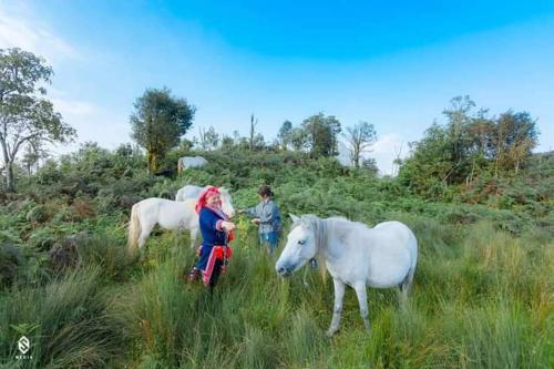 Long Chieu homestay in Nam Pi