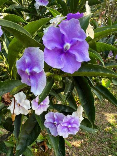 Country house Villa Belen in 阿爾托博克特