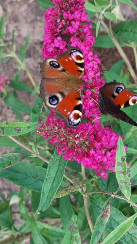 Egelantier in Zuidwolde