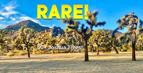 Epic Views, Huge House, Acres of J-Trees to explore, Hot Tub, Pool, AC, and Mini-Golf detail