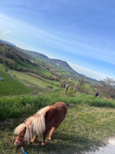 Agriturismo B&B La Cerasa 5