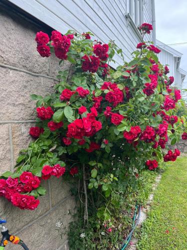 Cozy, new apartment on Kråkerøy