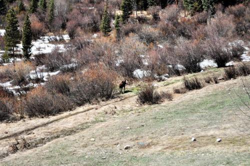 Forest Park 3 bed 4 Bath Twnhm HTJM in Silverthorne, USA