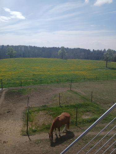 Wohnung mit Ausblick, Ravensburg (foto 2)