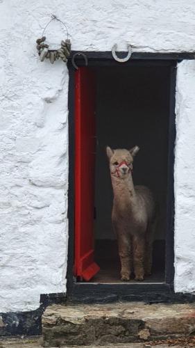 Peaceful tranquil Alpaca Farm in Barntown