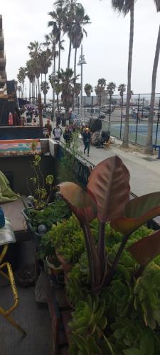 Ocean Front Vortex Female Hostel private rooms Free bikes in Venice Beach