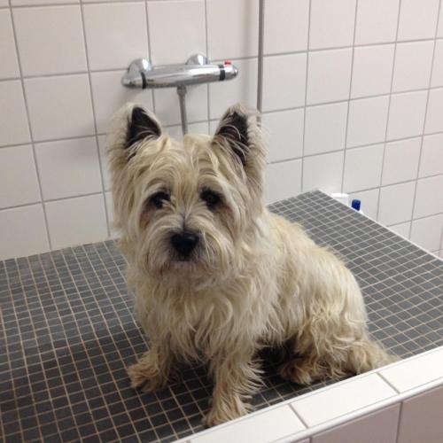 To`n Schlagboom - image 5