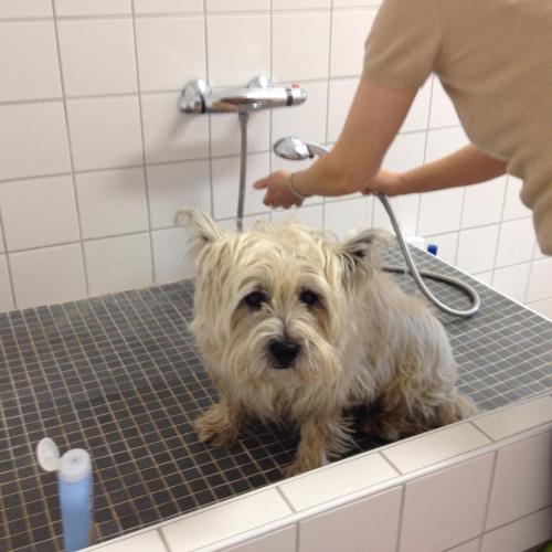 To`n Schlagboom - image 13