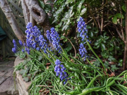 Damson Cottage - image 10
