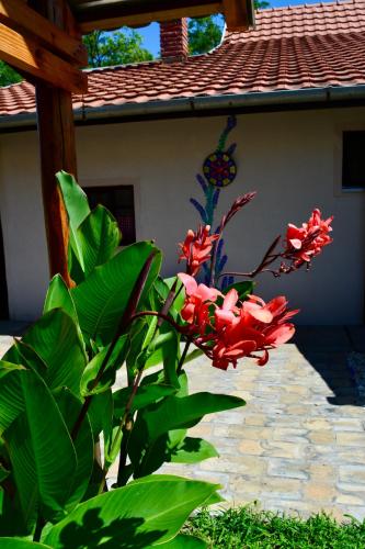 Roža Apartments (Roza Apartments) in Kelebija