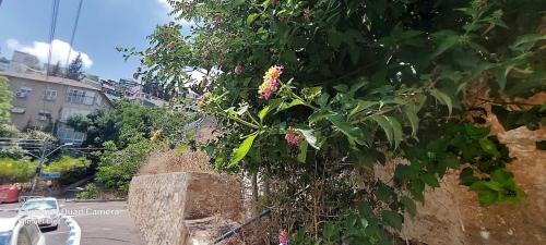 Vacation at Hadar Haifa - Peaceful Place, Haifa (Foto 9)