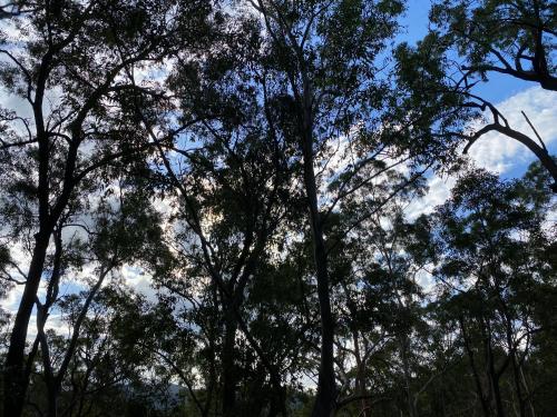 A környék, Trees Rd Glamping in Currumbin Völgy