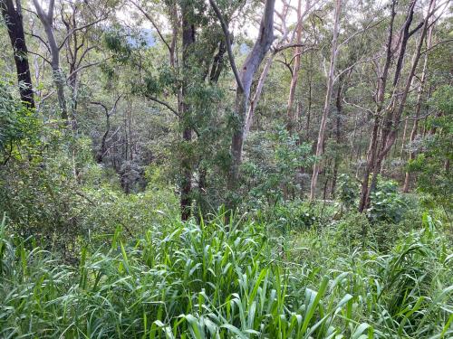 A környék, Trees Rd Glamping in Currumbin Völgy