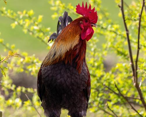 Barley Cottage - 5* Cyfie Farm with log burner and private covered hot tub Barley Cottage - 5* Cyfie Farm with log burner and private covered hot tub
