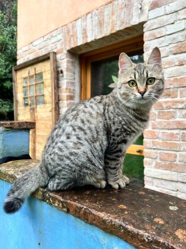 The Reading Cat retreat The Reading Cat retreat