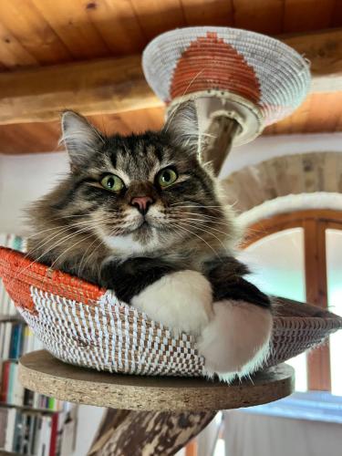 The Reading Cat retreat The Reading Cat retreat