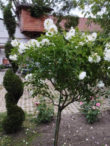 Pensiunea Sub Cetate Deva Pensiunea Sub Cetate Deva