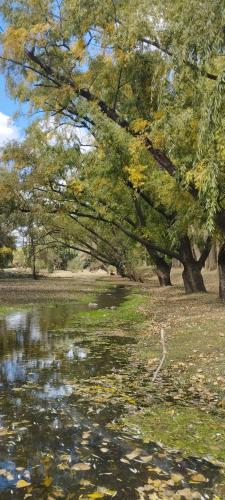El churqui in San Esteban