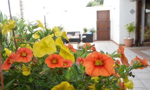 Kimos – San Vito Lo Capo, CA