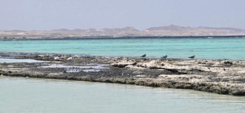 Desert & Sea Haven Marsa Alam