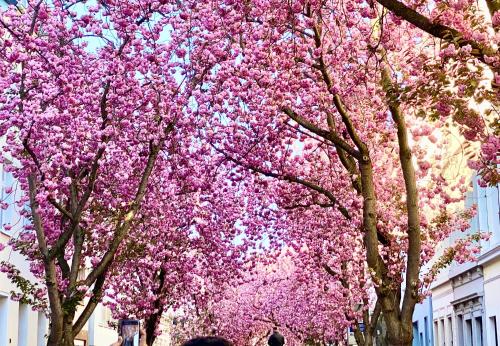 Zuhause auf Zeit-Gemütliche Gästezimmer