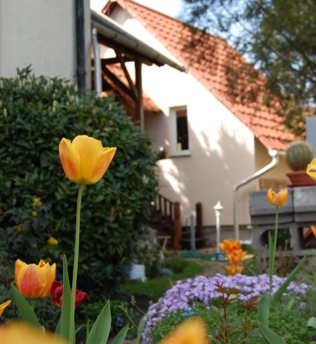  Maya Guesthouse in Eger