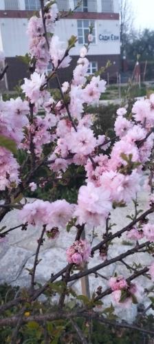 Вілла Сади Єви in Dolgoluka