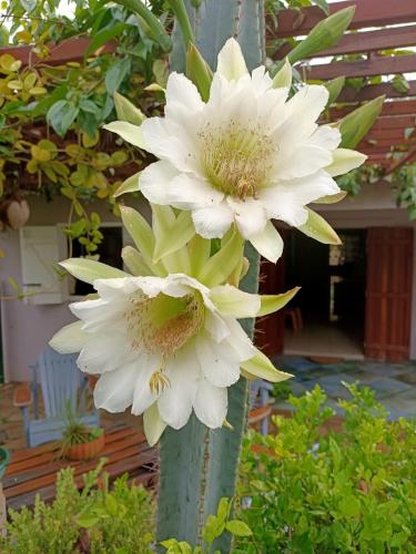Douceur de la mer des caraibes in Duzer