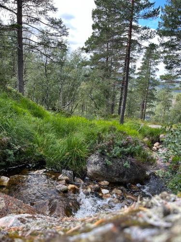 Fjellro på Bortelid - nær turstier og badevann (Fjellro pa Bortelid - nær turstier og badevann) in Tjaldal