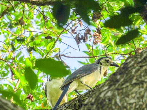 Alentours, Cabinas Coco Alegre in Coco