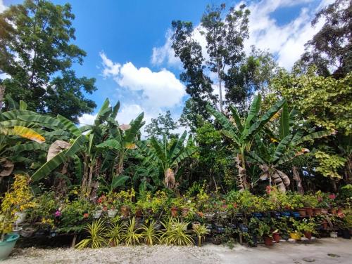 Surrounding environment, Antonio Homestay in Loboc