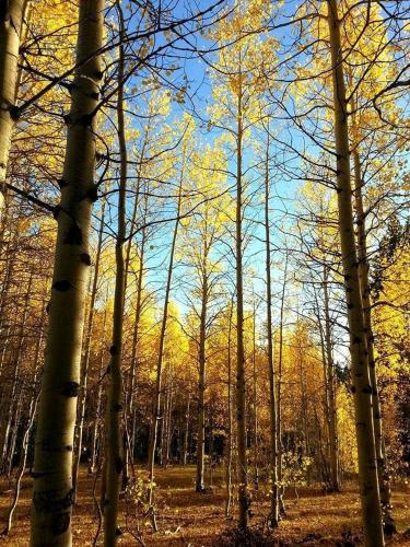 Pet-Friendly Yurt for an Off-the-Grid Getaway near Hyrum, Utah in Eden (UT)