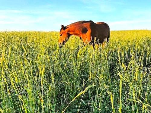 Cozy and Authentic Tipi Rental on Working Horse Ranch near Denver, Colorado in Hudson (CO)