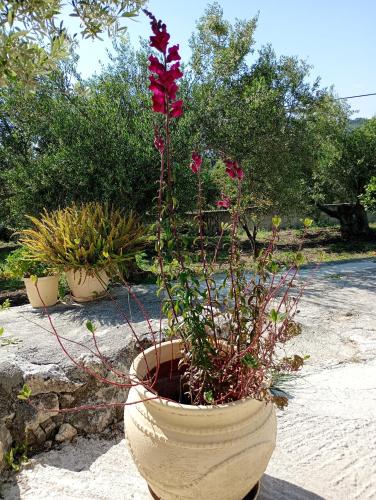 Stefanos Garden2 4