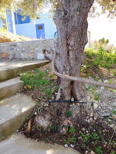 Stefanos Garden2 5