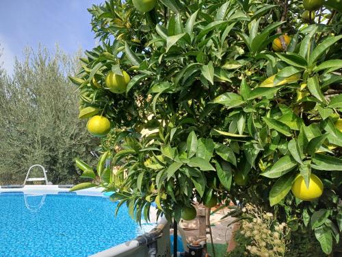 Peldbaseins, Rigoletto Cilento with private garden and pool in Cicerale
