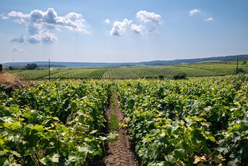 Appartement dans les vignes in Chamery
