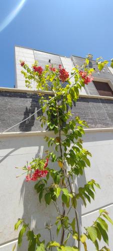 Villa 6, Ajman (foto 4)