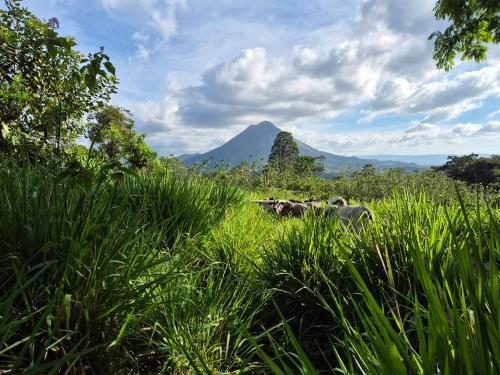 Casas de Campo Las Pavitas Cottages "Red Frog" in Puntarenas