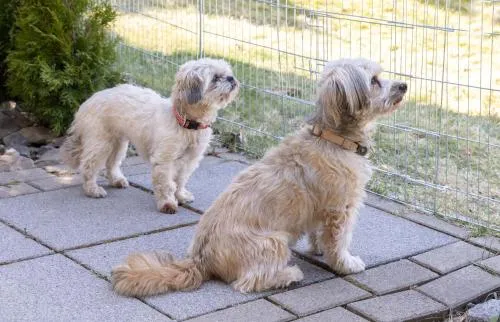 FeWo Harzer Bergwind Sankt Andreasberg, 1 Hund bis 30Kg willkommen, große eingezäunte Terrasse mit Gasgrill in Sankt Andreasberg, Deutschland