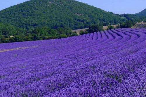 Le Mouleyras